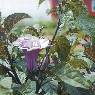 Ballerina Purple Datura Thumbnail